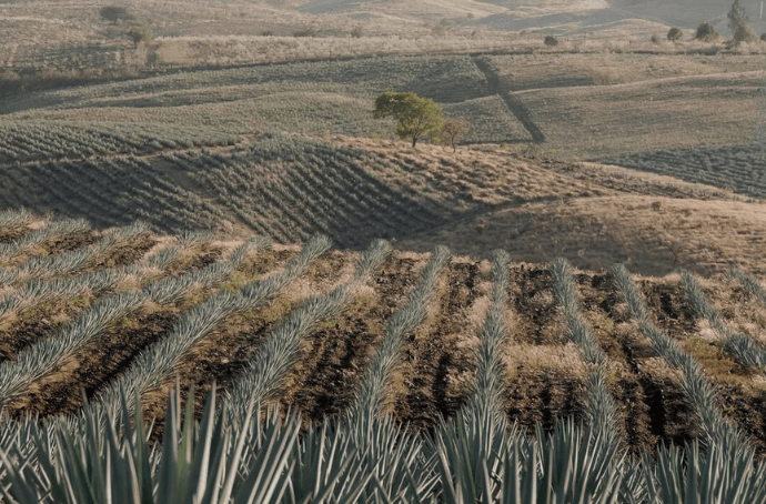 BLUE AGAVE FIELD
